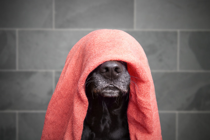 nasser dunkler Hund mit einem roten Handtuch auf dem Kopf