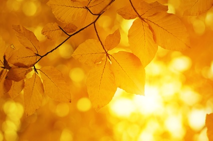 Herbstbild Nahaufnahme Blätter mit Sonnenschein