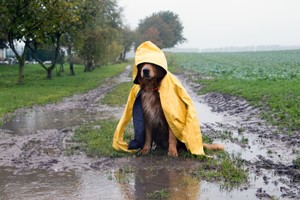 Hund mit gelber Regenjacke auf dem Kopf sitzt in einer Pfütze