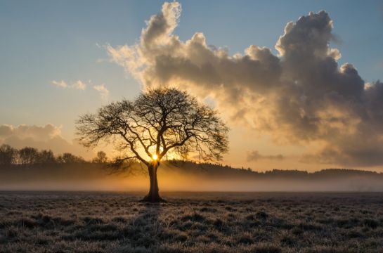 Wiese mit Baum im Nebel bei Sonnenuntergang