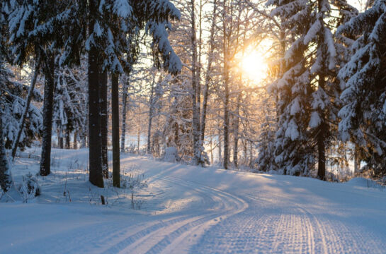 Winterbild schnee im Wald bei Sonnenuntergang