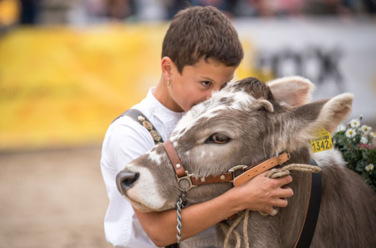 Kind mit weissem T-Shir umarmt Kuh verschwommener Hintergrund