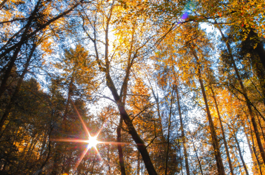 Herbstbild im Wald mit Sonnenschein